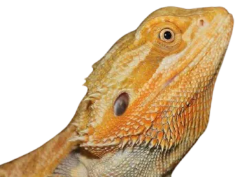 Bearded dragon with orange scales