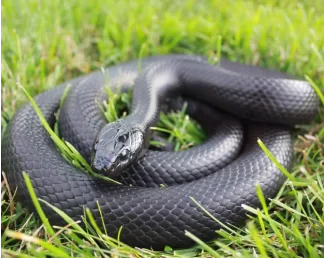 Black rat snake coiled in grass