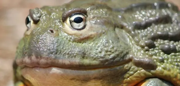 Close up of a large bullfrog