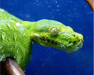 Green tree python coiled on a branch