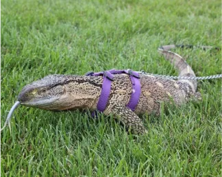 Large monitor lizard walking on grass in a harness