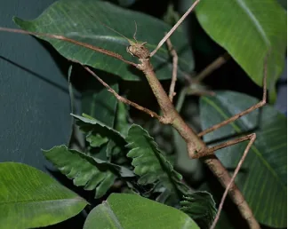 Walking stick insect on a branch